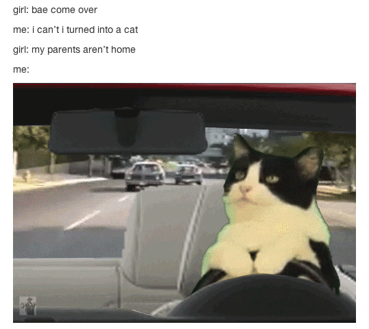 caturday-015-04242015.gif (1 MB)