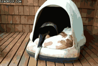Hound-House.gif (1 MB)