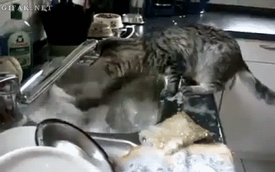 caturday-005-09052015.gif (1 MB)