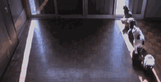 A-sunbeam-movement.gif (3 MB)