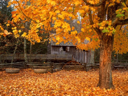 autleaves.jpg (727 KB)