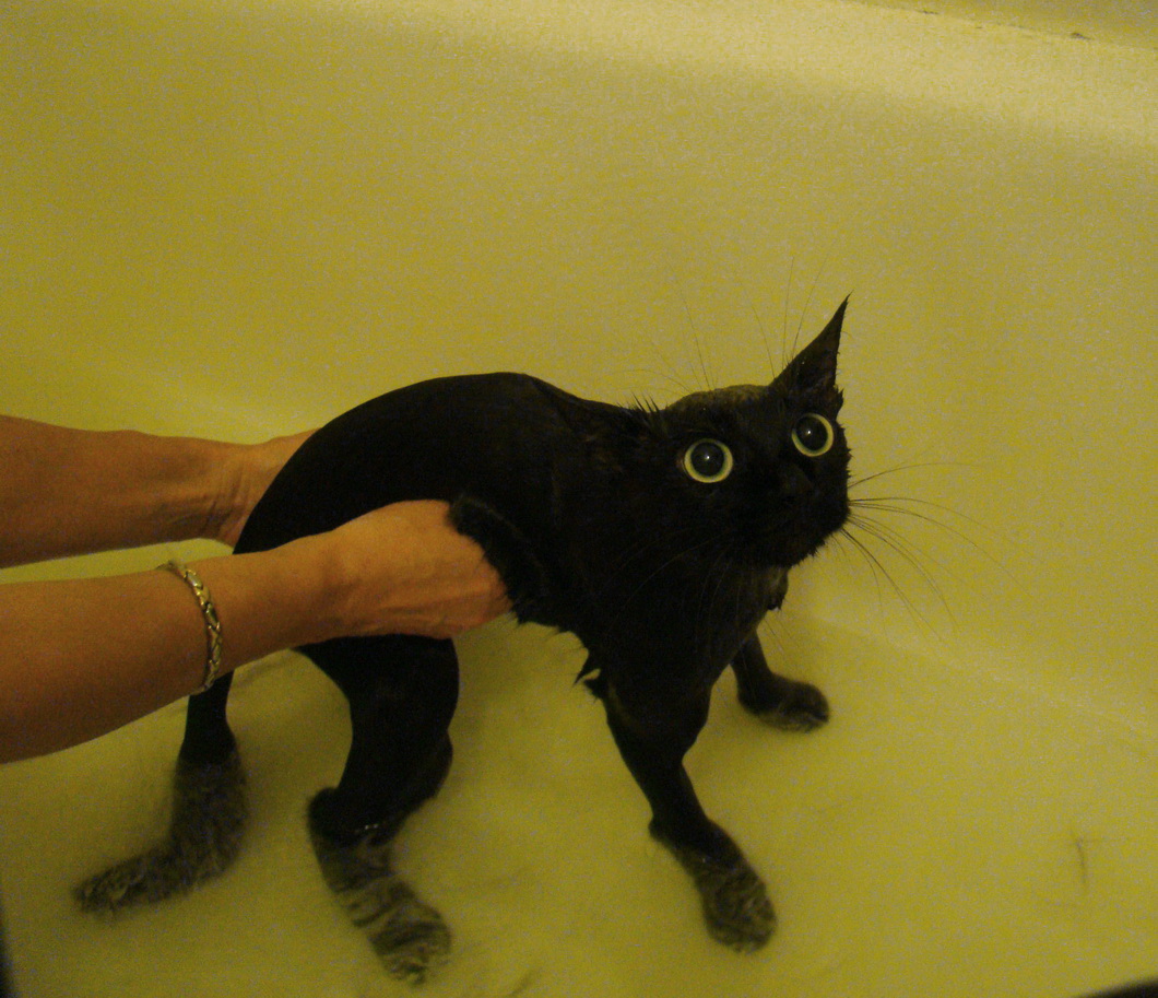 Fear of a Black Kitten MyConfinedSpace