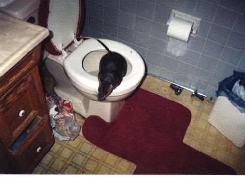 RAT.jpg (52 KB)