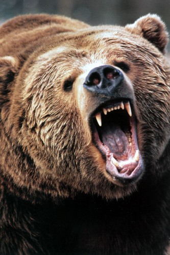 Angry-Grizzly-Bear.jpg (131 KB)