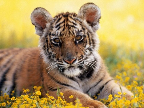 cachorro_de_tigre.jpg (641 KB)