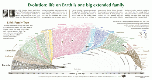 Evolution_poster_lg.jpg (240 KB)