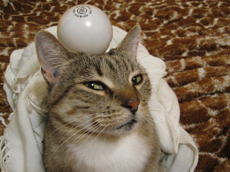 Irritated Cat MyConfinedSpace