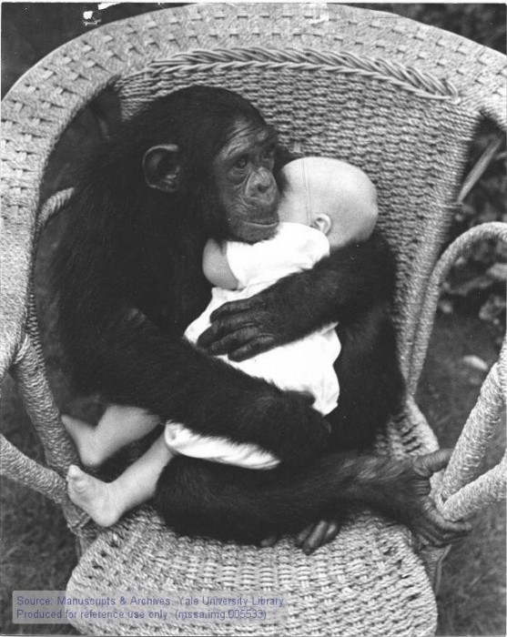monkeyandbaby.jpg (98 KB)