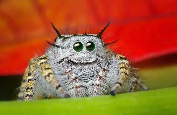 happy-spider.jpg (25 KB)