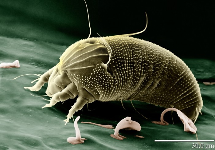 Rust_Mite_Aceria_anthocoptes2.jpg (406 KB)