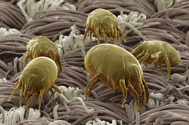 dust-mite-500-time.jpg (117 KB)