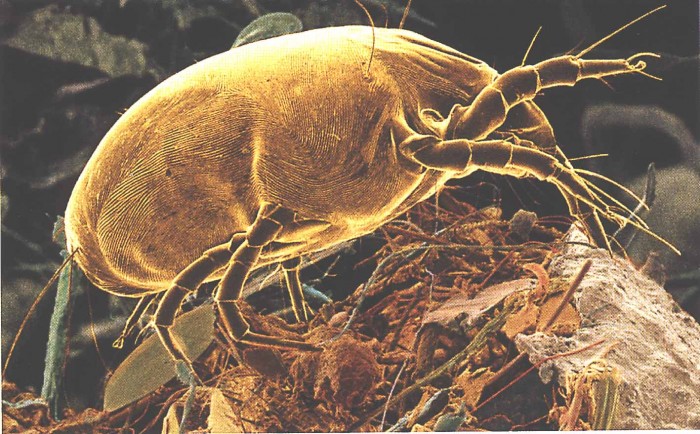 dust_mite.jpg (168 KB)