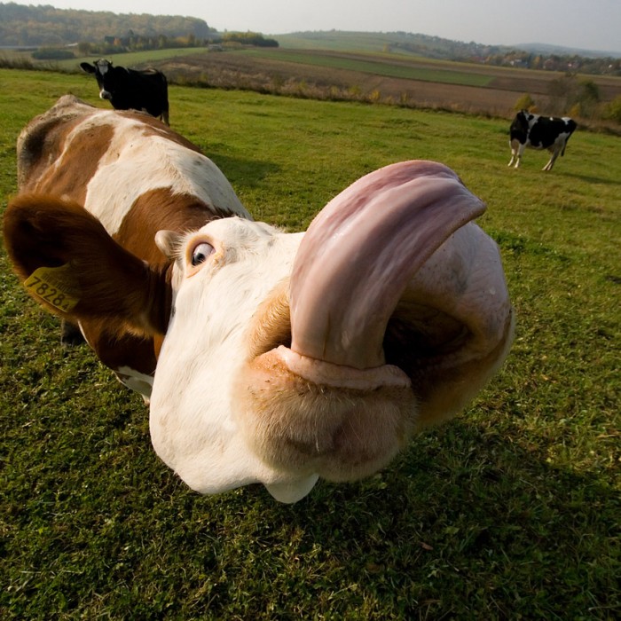 cowlick.jpg (248 KB)