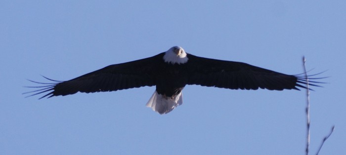 DSC_7347a.jpg (194 KB)