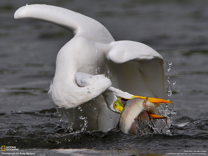 fishtwist.jpg (168 KB)