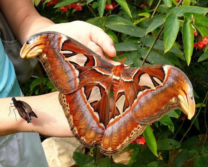 moths.jpg (128 KB)