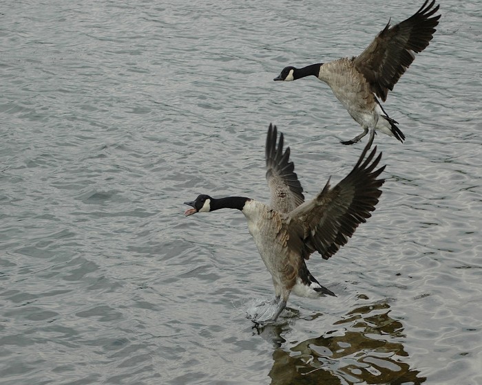 geese_landing_on_water.jpg (551 KB)