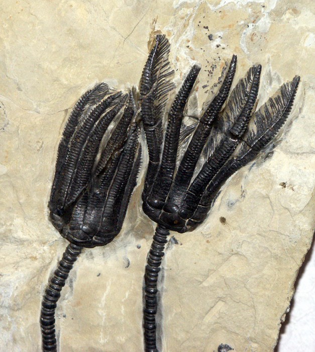 Fossile-seelilie.jpg (859 KB)