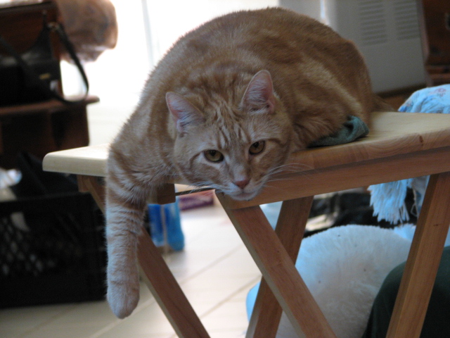 IMG_0159.JPG (145 KB)