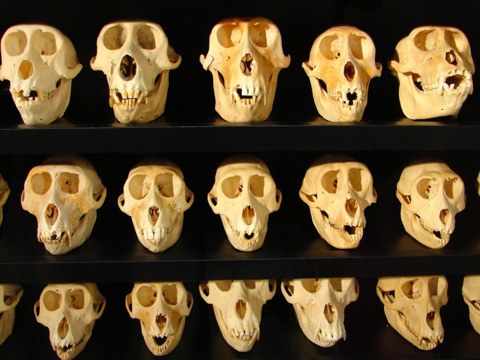 skulls.jpg (468 KB)