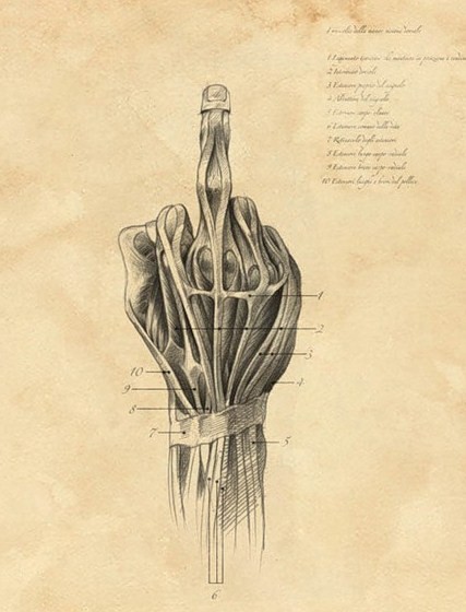 finger_anatomy.jpg (61 KB)