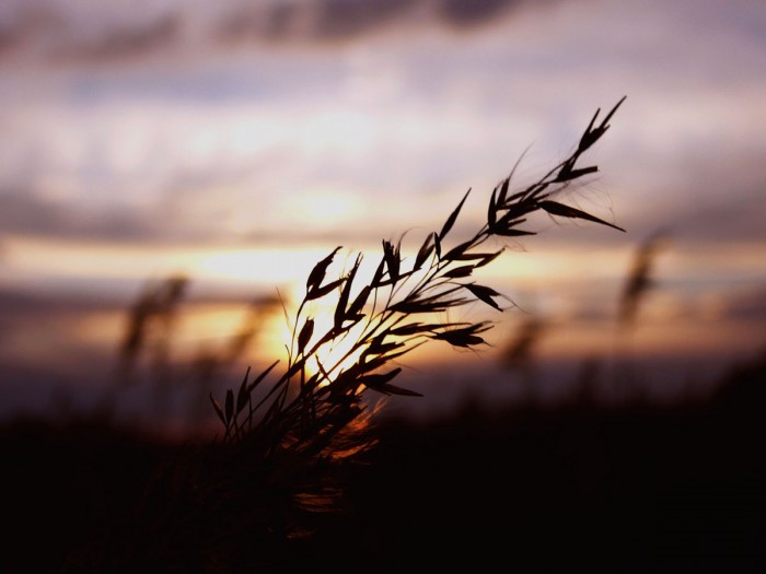autumnwheat.jpg (130 KB)