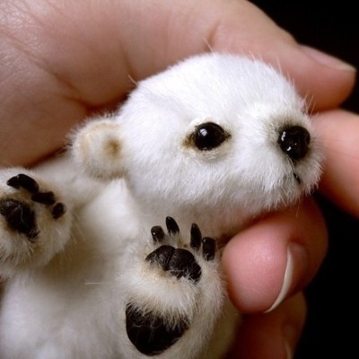 tiny-baby-polar-bear.jpg (45 KB)