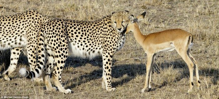 cheetahs_letting_tiny_antelope_go_02.jpg (78 KB)