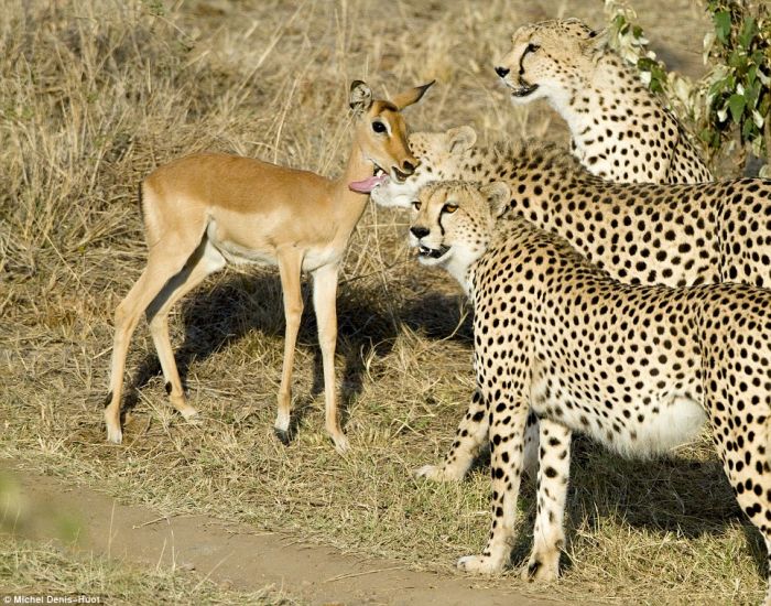 cheetahs_letting_tiny_antelope_go_03.jpg (124 KB)