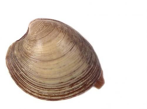 Clam.jpg (18 KB)