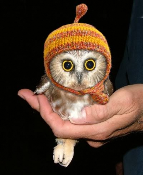 large_owl_in_a_hat_97131.jpg (154 KB)
