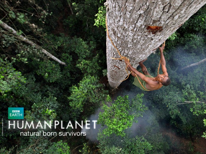 wallpaper-tree-1280.jpg (1 MB)
