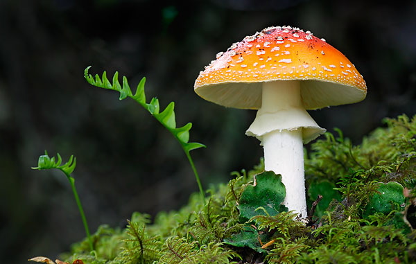 mushroom.jpg (103 KB)