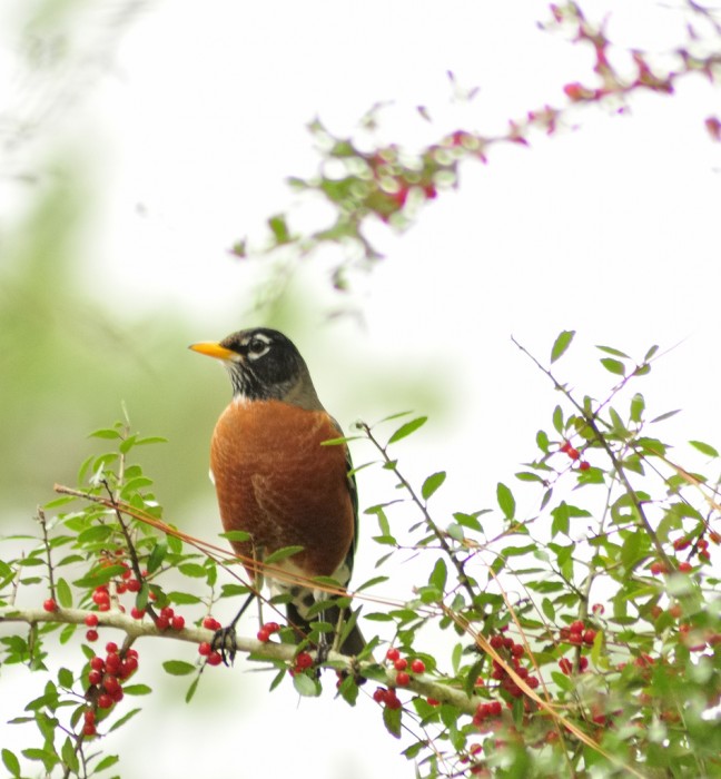 Red chest bird MyConfinedSpace MyConfinedSpace