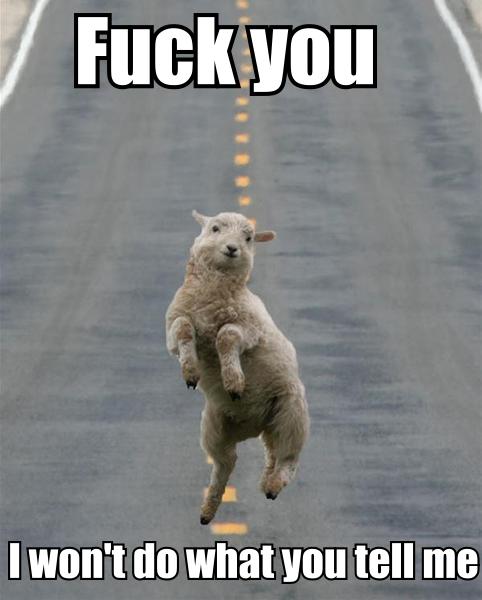 sheepwontdowhatyoutellthem.jpg (32 KB)