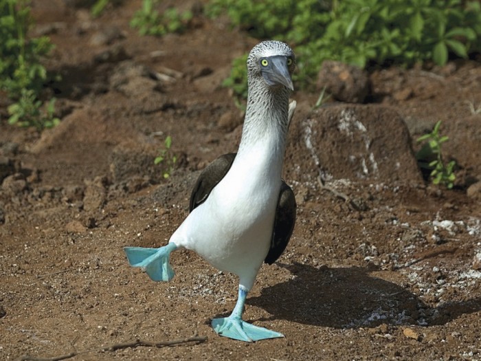 bird.jpg (308 KB)