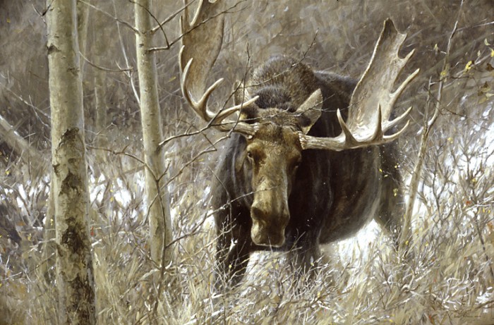 BullMoose.jpg (597 KB)