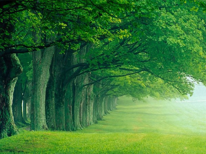 Lush_Summer2C_Louisville2C_Kentucky.jpg (212 KB)