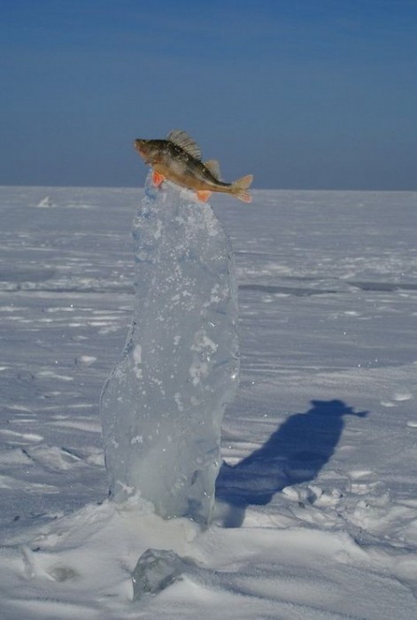 fish-on-ice.jpg (63 KB)