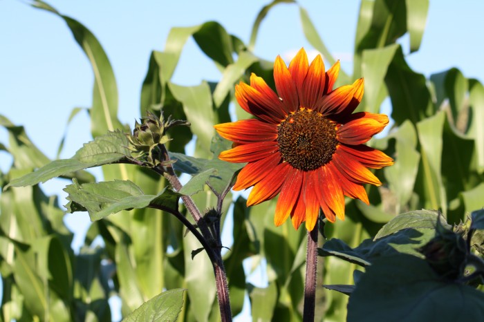 Sunflower Wallpapers | MyConfinedSpace