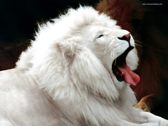 white_lion.jpg (148 KB)