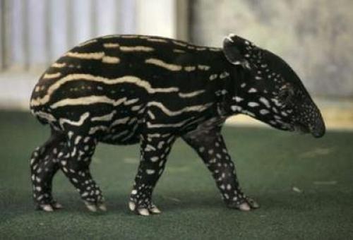 tapir.jpg (69 KB)