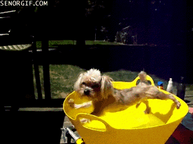 8794_a11f.gif (1 MB)