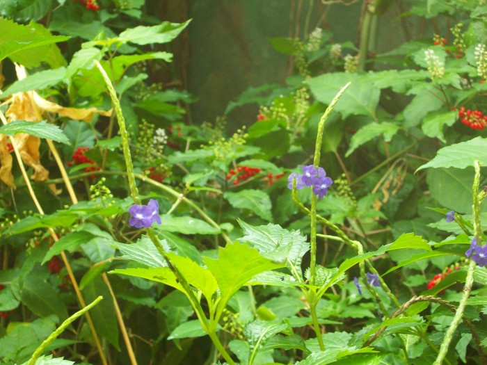o730393.jpg (1 MB)