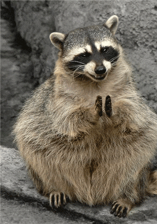 funny_raccoon_picture_2.gif (115 KB)