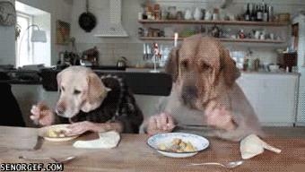 dogs-eating.gif (1 MB)