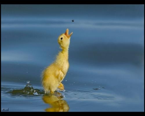 duckling.jpg (91 KB)