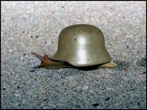 War Snail.jpg (60 KB)