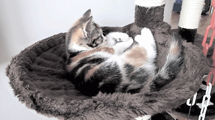 tilly-cinemagraph.gif (1 MB)