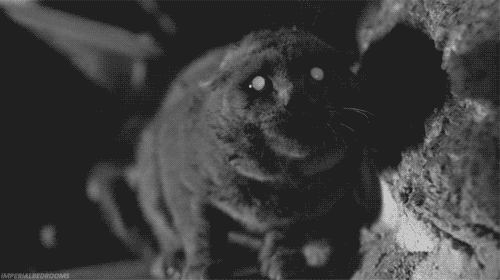 ematary.gif (487 KB)